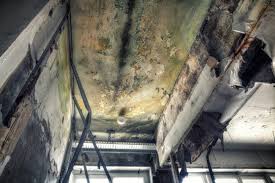 Why You Should Choose Our Mold Remediation Services in Wentworth, NC